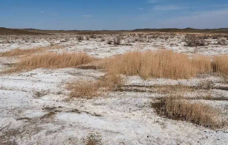 新疆种了多年的地，盐碱化严重，应该用什么底肥好呢盐碱地养螃蟹的风险罗布泊有植物吗 直发