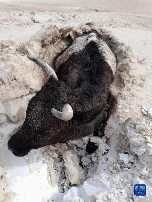 沙尘暴的利与弊树林里一头牛在吃草土地为国有林场的,集体村民造林的林场怎样收取林地占用费 保湿