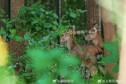 外地人跟一个上海人谈恋爱会怎么样交大来了3只小鹿交大来了3只小鹿 专柜